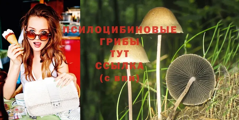 mega зеркало  купить   Апшеронск  Псилоцибиновые грибы Psilocybe 